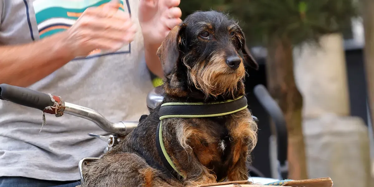 Mein innerer Schweinehund und ich gehen Radfahren