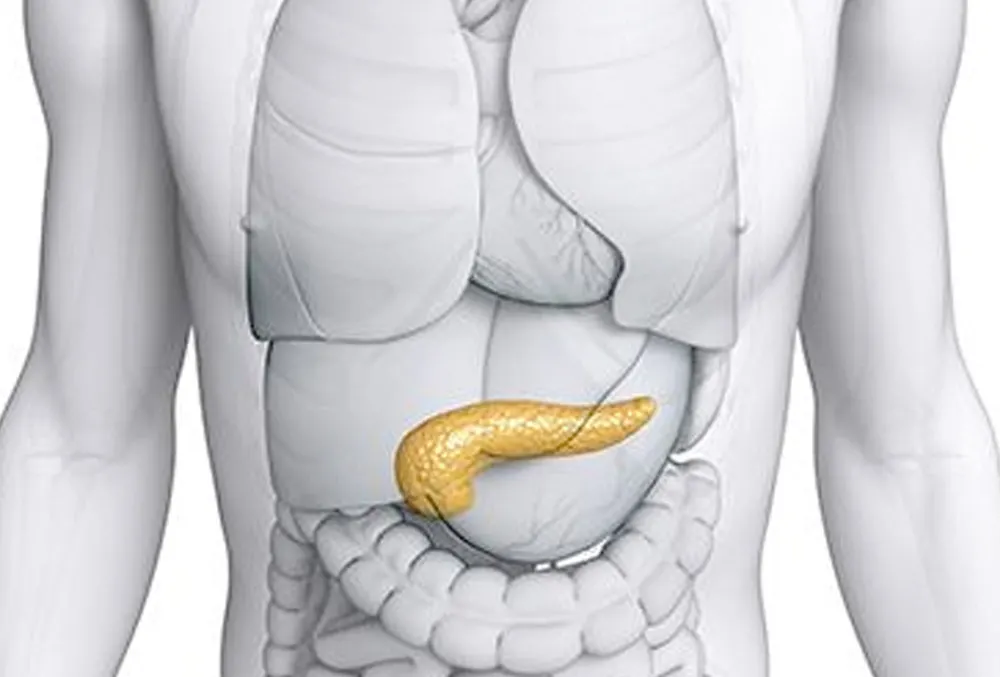 Krebs der Bauchspeicheldrüse – Diabetes und Immunsystem