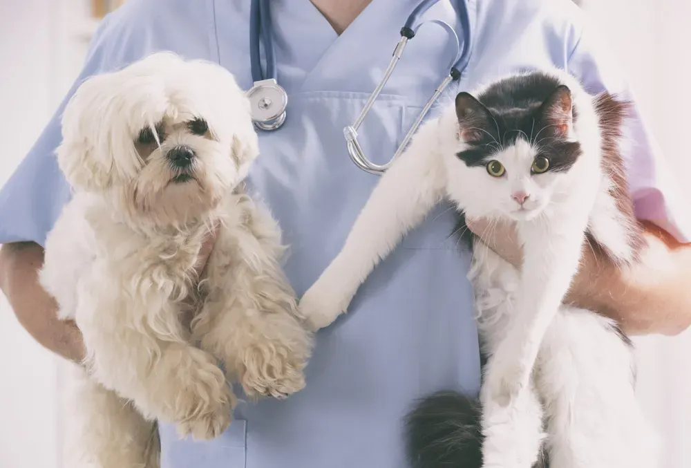Katze, Hund und Diabetes